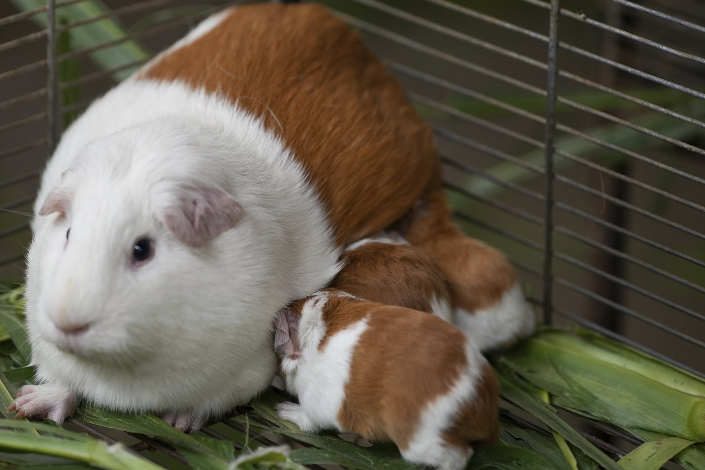 Peru celebrates 2 decades of a fast-growing breed of guinea pigs eaten as a delicacy | iNFOnews.ca