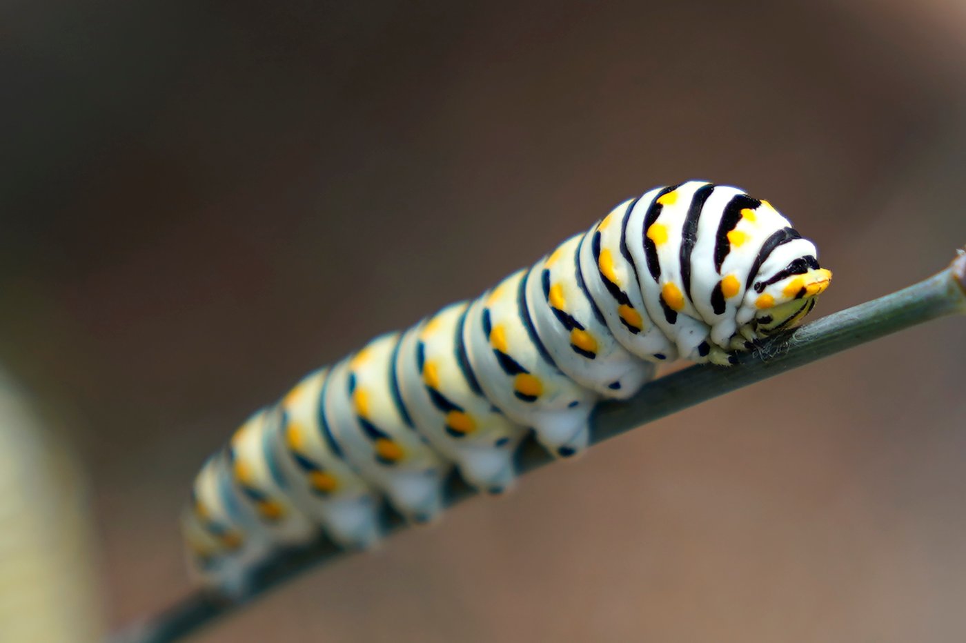 Give caterpillars a 'soft landing' under your trees. The ecosystem will thank you | iNFOnews.ca Give caterpillars a 'soft landing' under your trees. The ecosystem will thank you | iNFOnews.ca