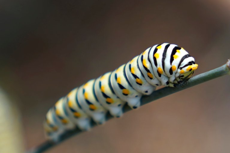 Give caterpillars a 'soft landing' under your trees. The ecosystem will thank you | iNFOnews.ca Give caterpillars a 'soft landing' under your trees. The ecosystem will thank you | iNFOnews.ca