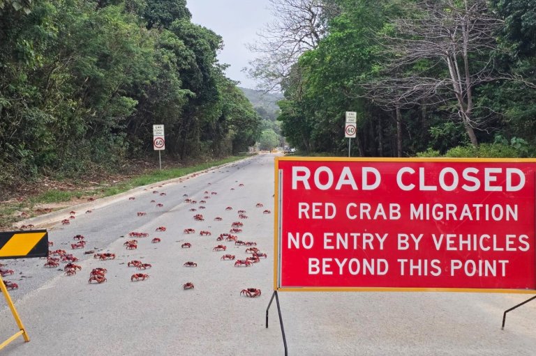 People use garden tools to protect millions of migrating red crabs on Christmas Island | iNFOnews.ca
