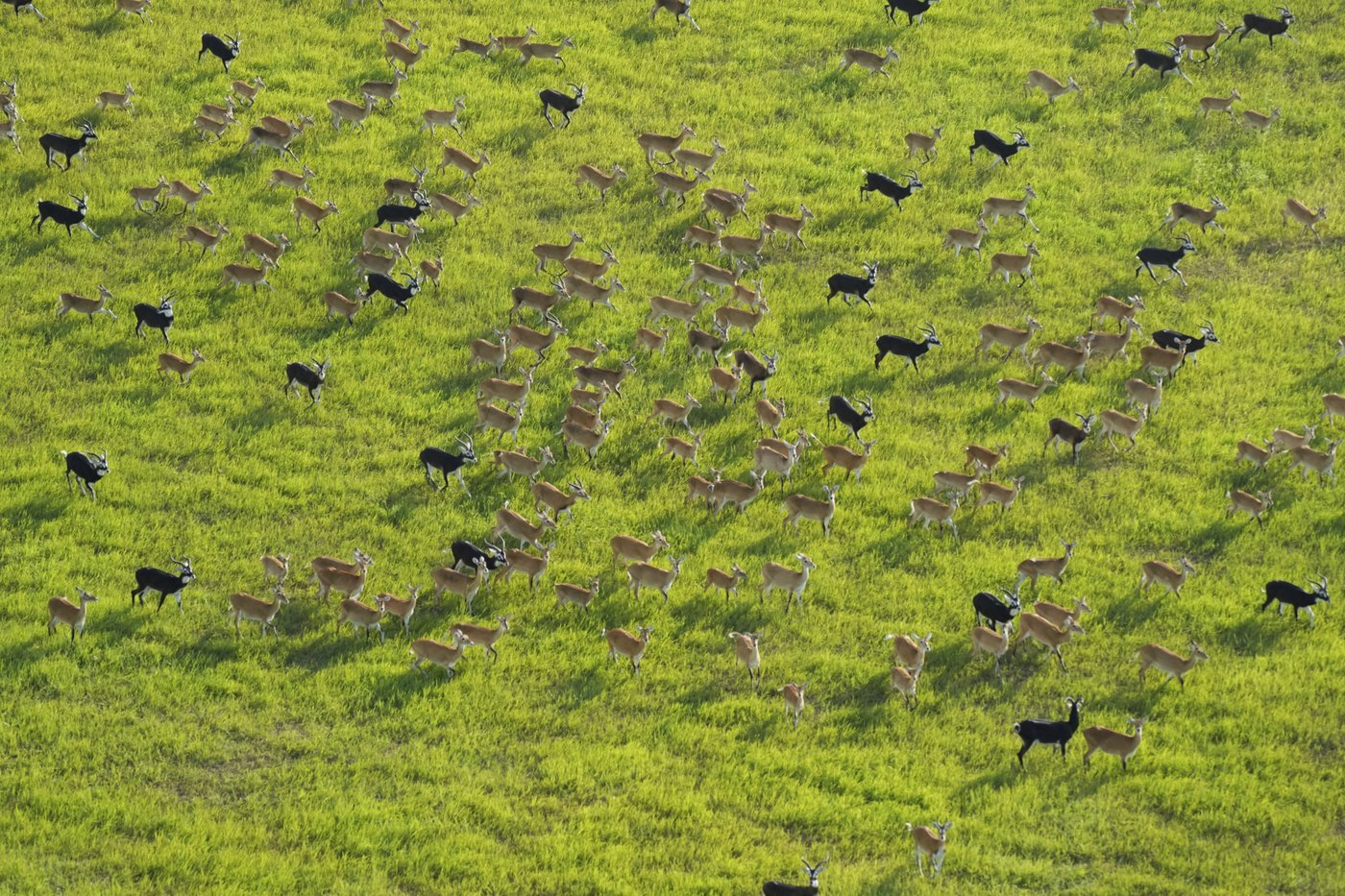 Slight progress in global biodiversity protection efforts but some species decline, new reports find | iNFOnews.ca Slight progress in global biodiversity protection efforts but some species decline, new reports find | iNFOnews.ca