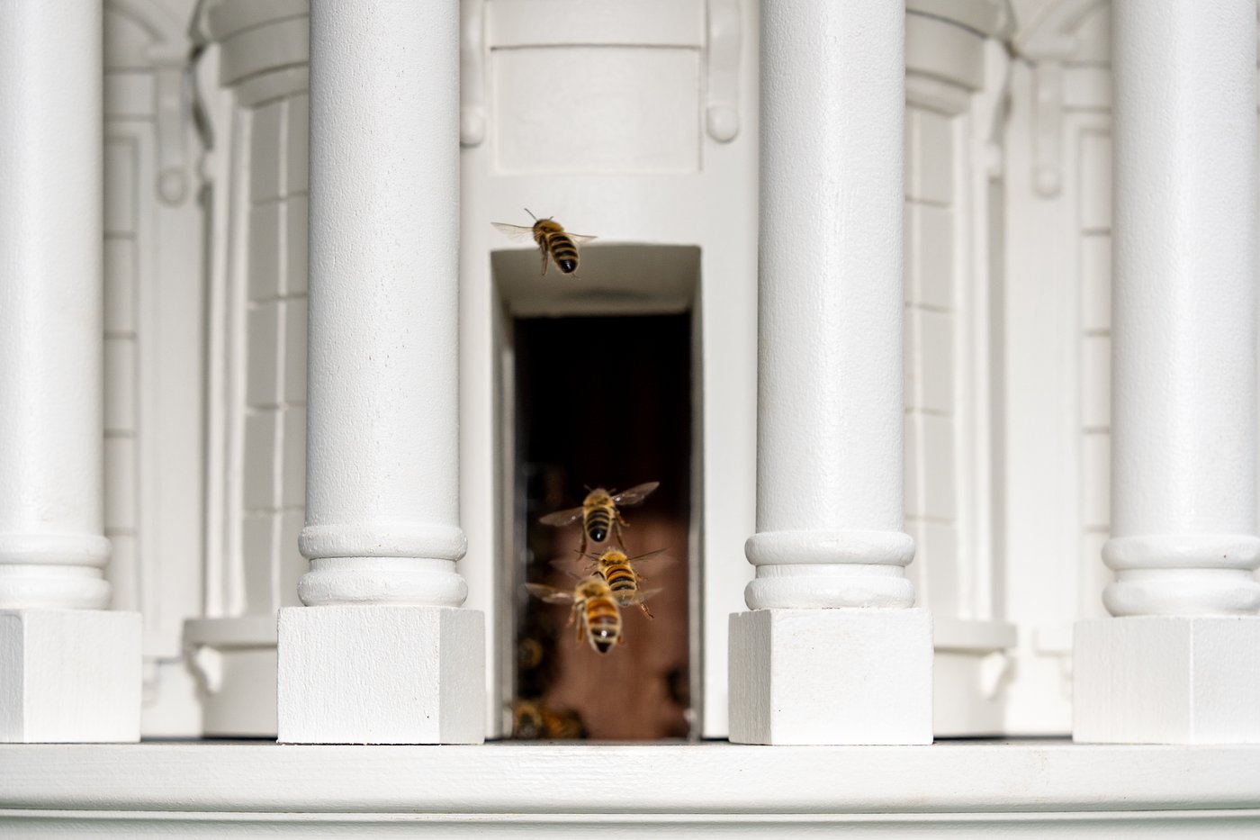 What's all the buzz about? Melania Trump is growing the White House honey program with a new beehive | iNFOnews.ca What's all the buzz about? Melania Trump is growing the White House honey program with a new beehive | iNFOnews.ca