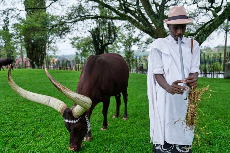 In Rwanda, a royal herd of cattle is treated to poetry and cultural reverence | iNFOnews.ca