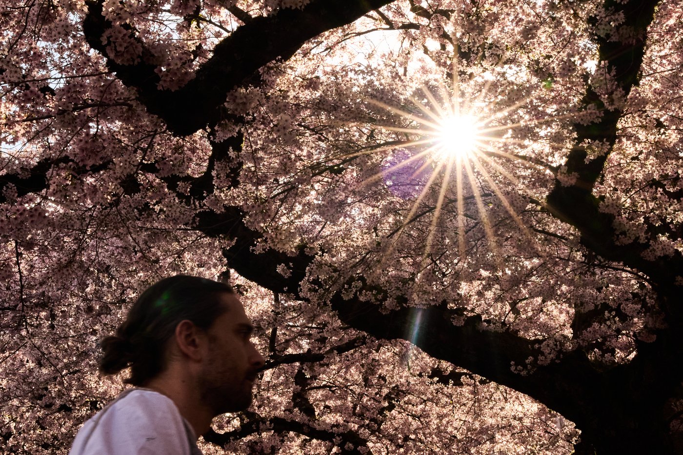 Study says trees counter half the world's urban heating, but not in the places that need it most | iNFOnews.ca