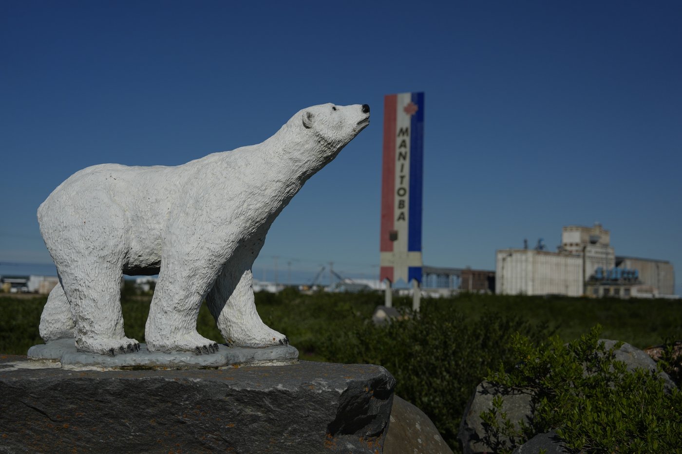 In the polar bear capital of the world, a community lives with the predator next door and loves it | iNFOnews.ca In the polar bear capital of the world, a community lives with the predator next door and loves it | iNFOnews.ca