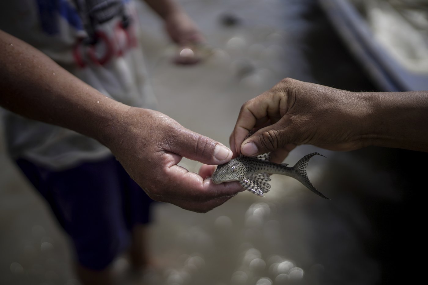 In Colombia, Amazon River's extreme drought falls hard on Indigenous communities | iNFOnews.ca