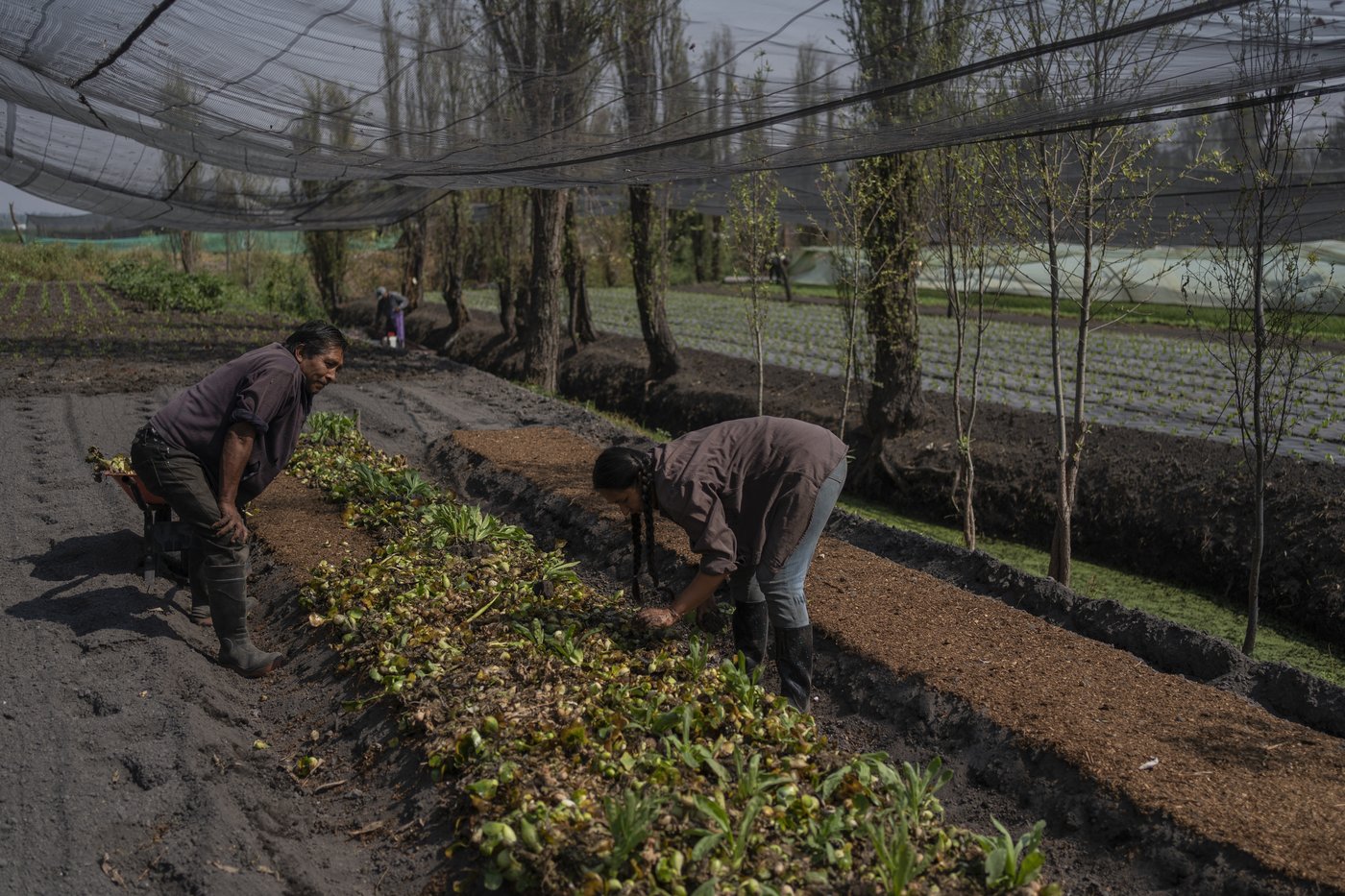 Mexico City’s floating gardens have fed people for hundreds of years. Now they’re threatened | iNFOnews.ca