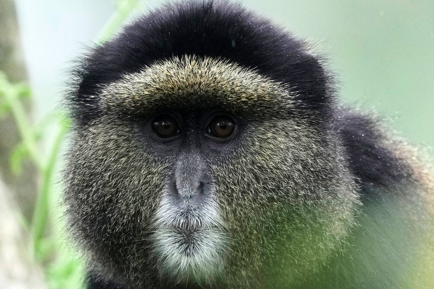 How collecting DNA samples in the wild could transform conservation | iNFOnews.ca