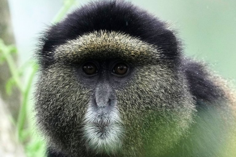 How collecting DNA samples in the wild could transform conservation | iNFOnews.ca