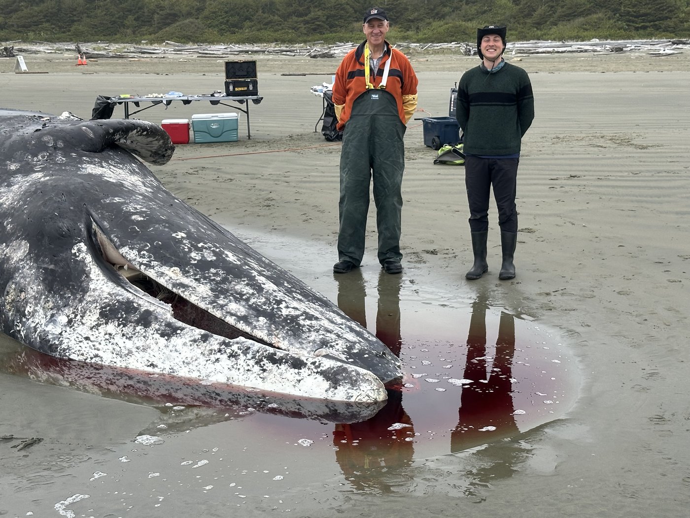 For B.C. whale coroner, a gruesome duty to 'revered' animals approached with humility | iNFOnews.ca