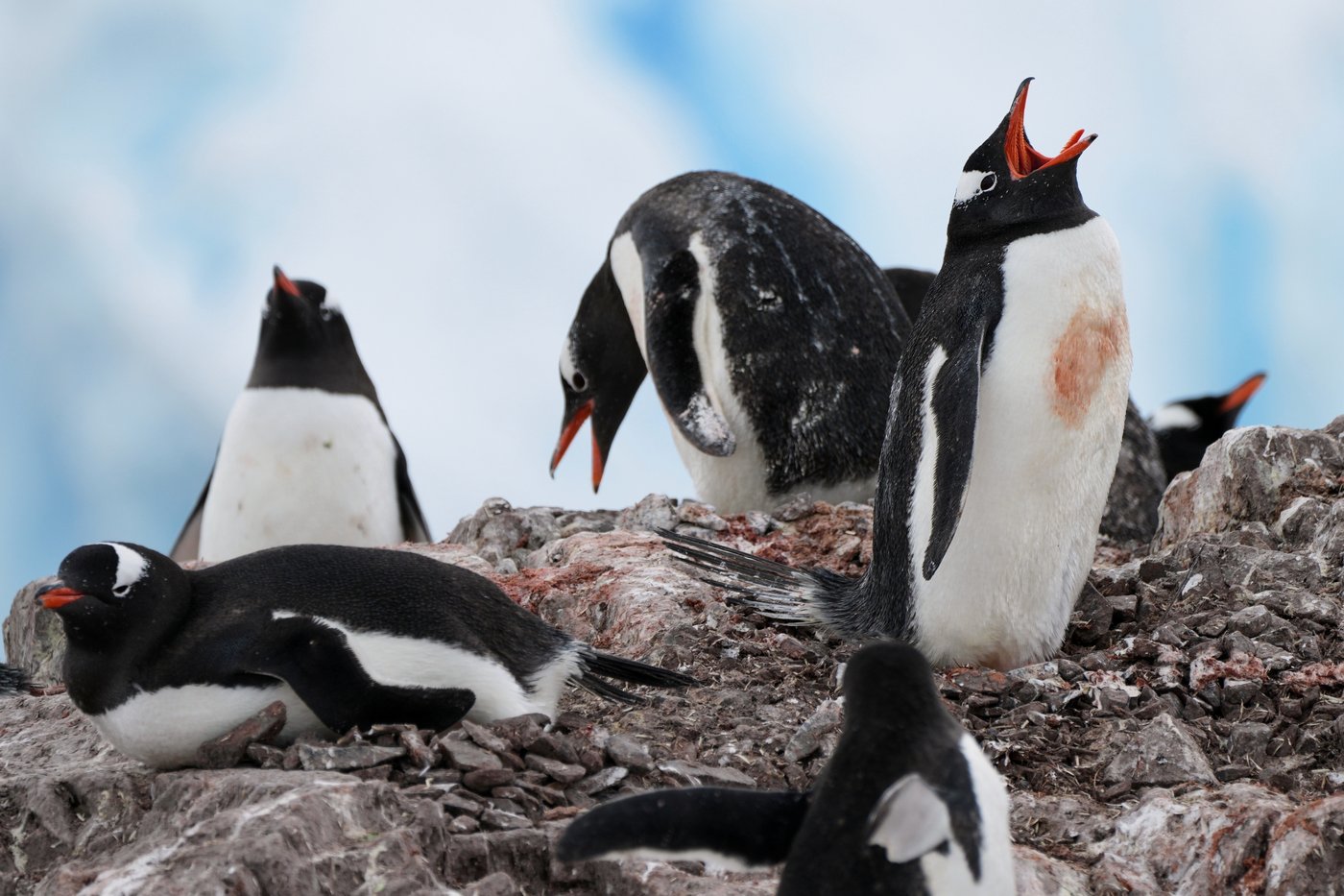 Researchers find Antarctic penguin breeding is heating up sooner, and that's a problem | iNFOnews.ca Researchers find Antarctic penguin breeding is heating up sooner, and that's a problem | iNFOnews.ca