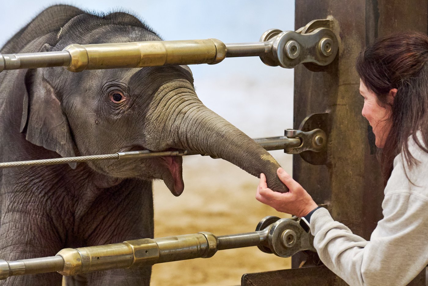 Asian elephant calf makes her public debut at DC's National Zoo | iNFOnews.ca