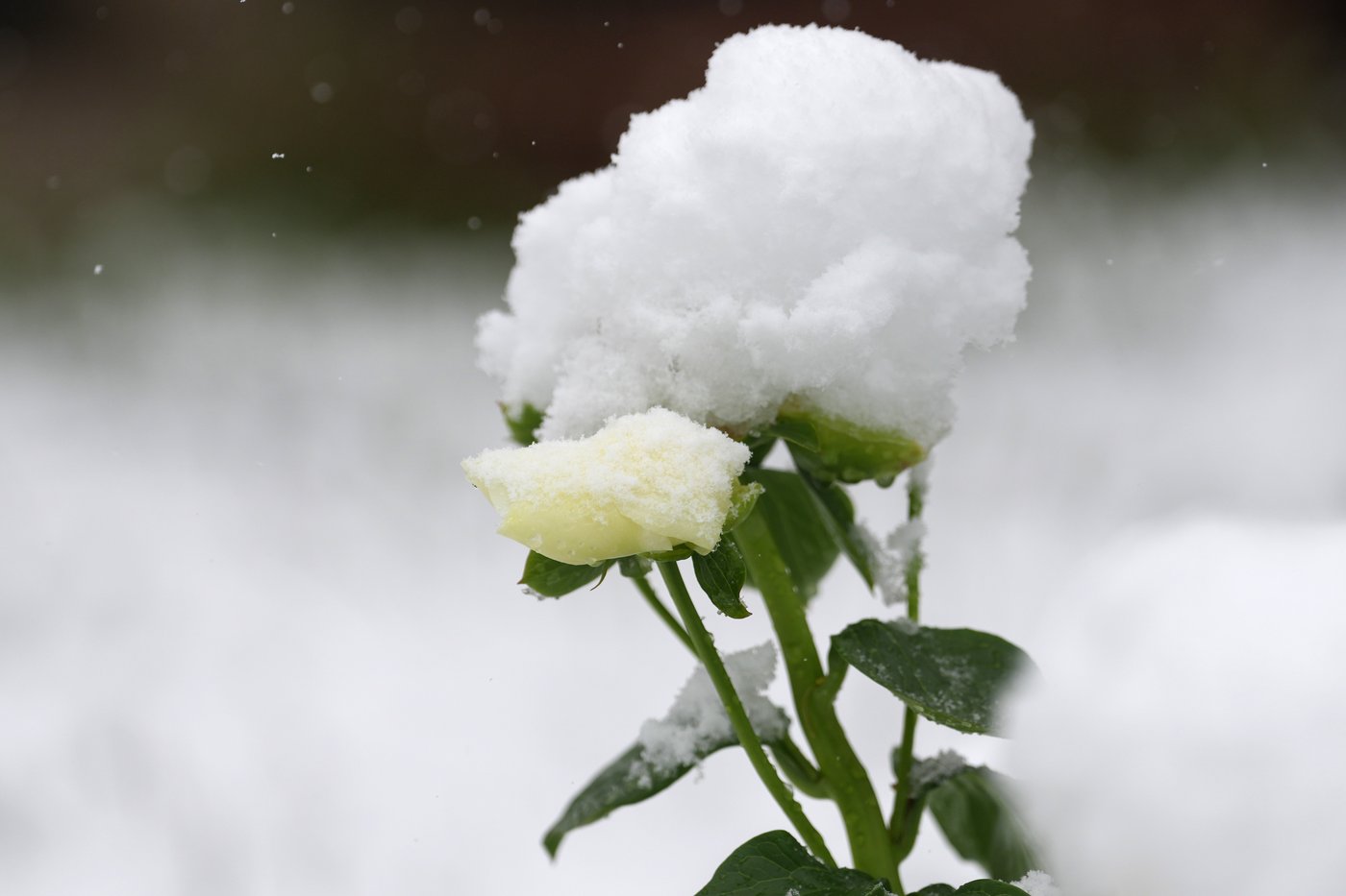 A late spring snowstorm slams Colorado, closing schools and disrupting commuters | iNFOnews.ca A late spring snowstorm slams Colorado, closing schools and disrupting commuters | iNFOnews.ca
