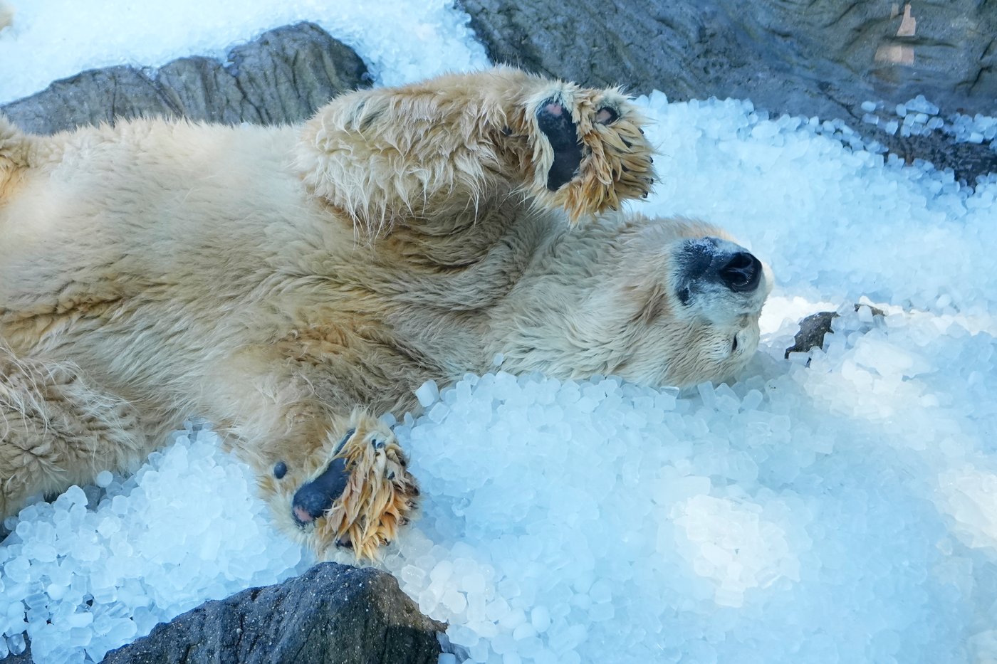 Prague zoo keeps polar bears cool with ice cubes as European summer heatwave hits | iNFOnews.ca Prague zoo keeps polar bears cool with ice cubes as European summer heatwave hits | iNFOnews.ca