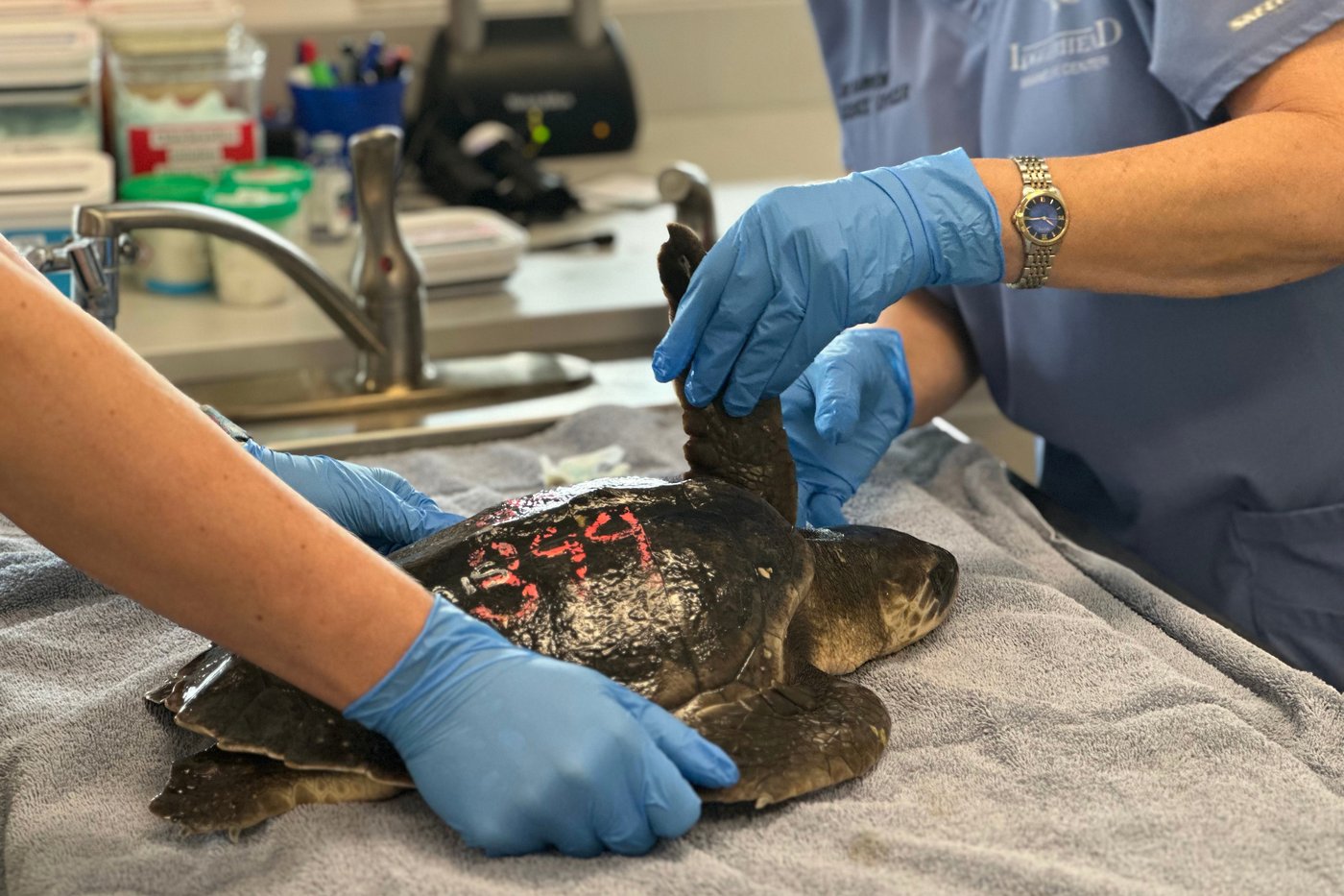 24 endangered sea turtles recovering in Florida after cold stunning off Cape Cod | iNFOnews.ca