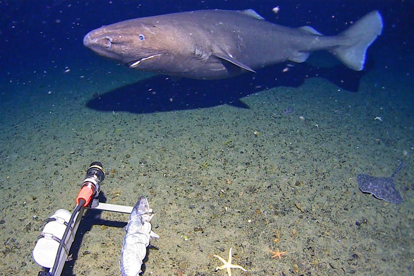 Surprise shark caught on camera for first time in Antarctica’s near-freezing deep | iNFOnews.ca Surprise shark caught on camera for first time in Antarctica’s near-freezing deep | iNFOnews.ca
