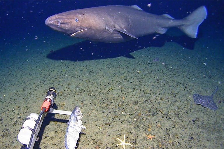 Surprise shark caught on camera for first time in Antarctica’s near-freezing deep | iNFOnews.ca