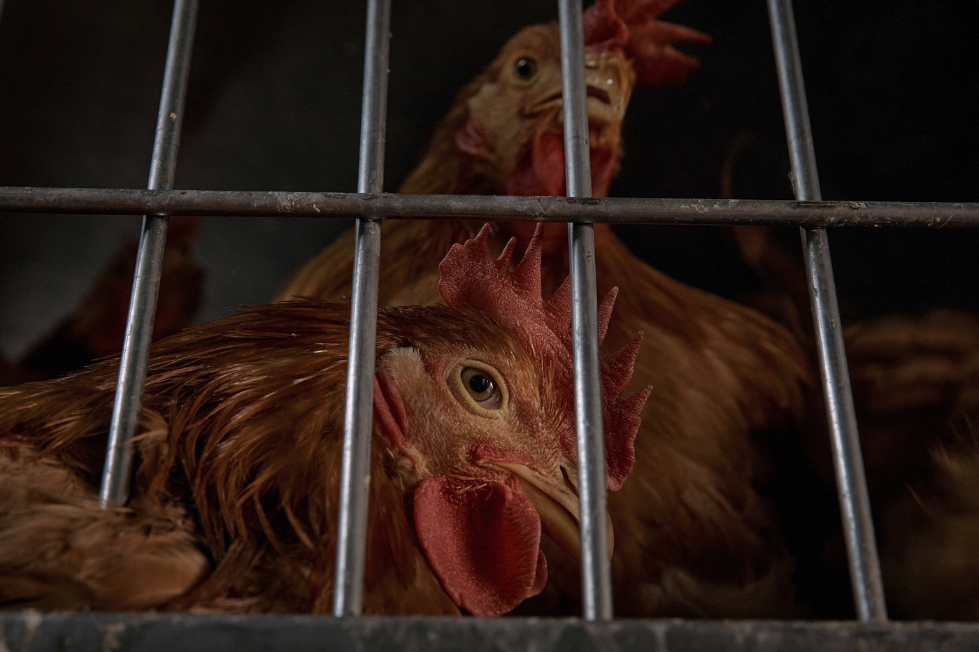 Race to sell chickens after New York City live poultry markets ordered shut due to avian flu | iNFOnews.ca