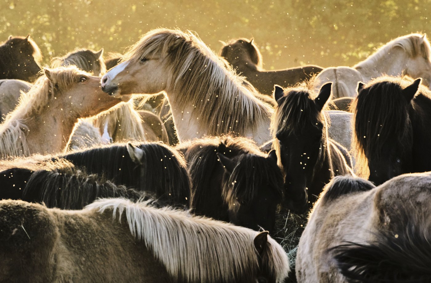 PHOTO COLLECTION: Animals Around the World | iNFOnews.ca PHOTO COLLECTION: Animals Around the World | iNFOnews.ca