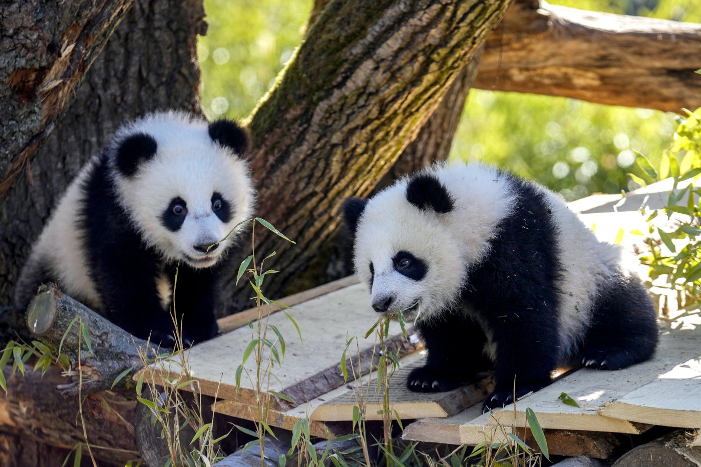 PHOTO COLLECTION: Germany Panda Cubs Outdoors | iNFOnews.ca