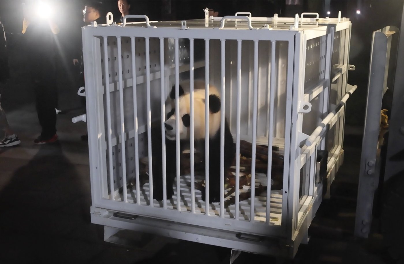 Pandas arrive at National Zoo, but won't be ready for public debut until January | iNFOnews.ca