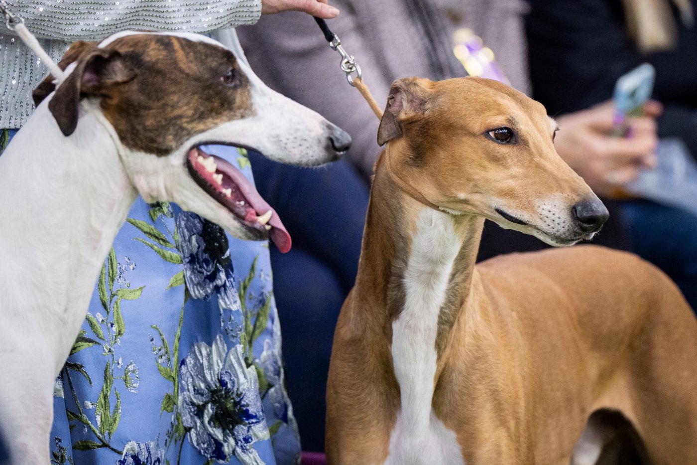 Photo Gallery: The Westminster dog show | iNFOnews.ca