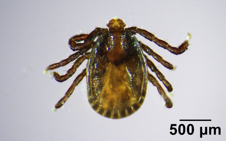 Invasive, disease-carrying tick found in Maine, the farthest northeast it has been spotted | iNFOnews.ca