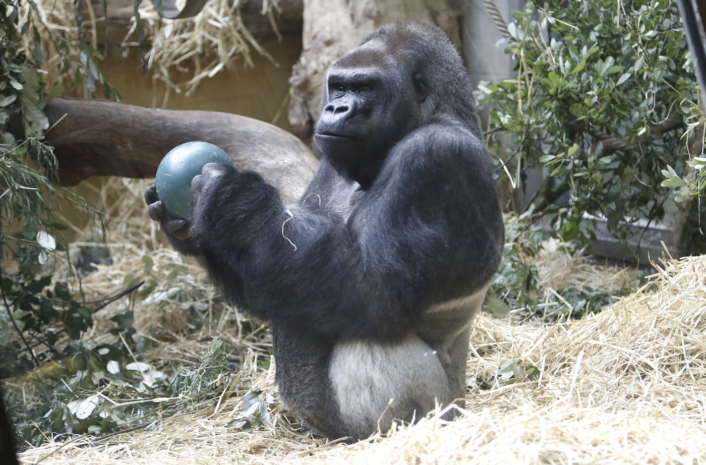 Beloved Zurich Zoo gorilla is euthanized after years of declining health | iNFOnews.ca Beloved Zurich Zoo gorilla is euthanized after years of declining health | iNFOnews.ca