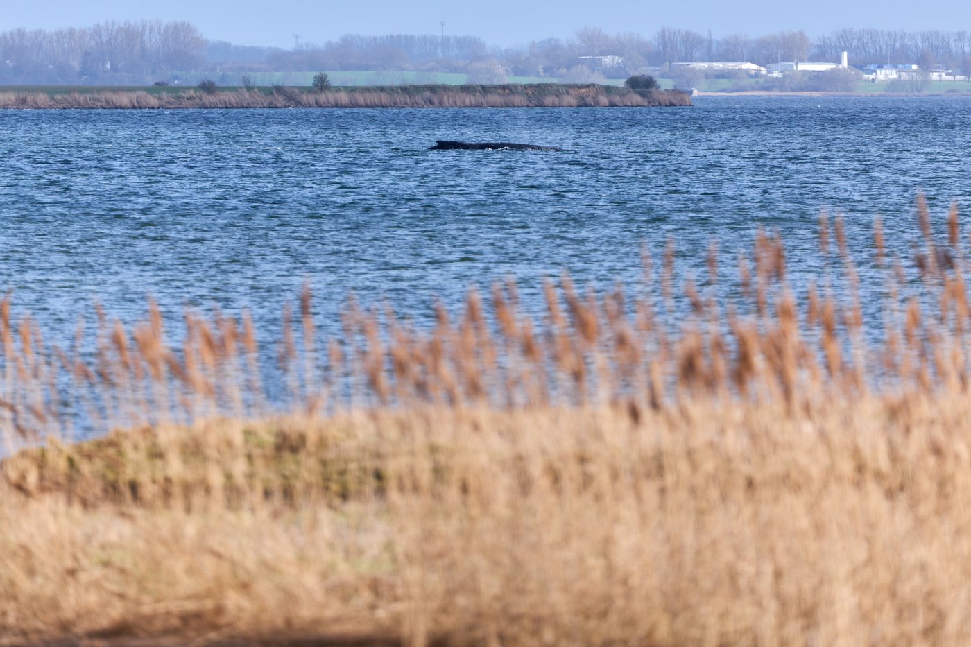 Humpback whale stranded again as its odyssey off the Baltic Sea coast stretches on | iNFOnews.ca