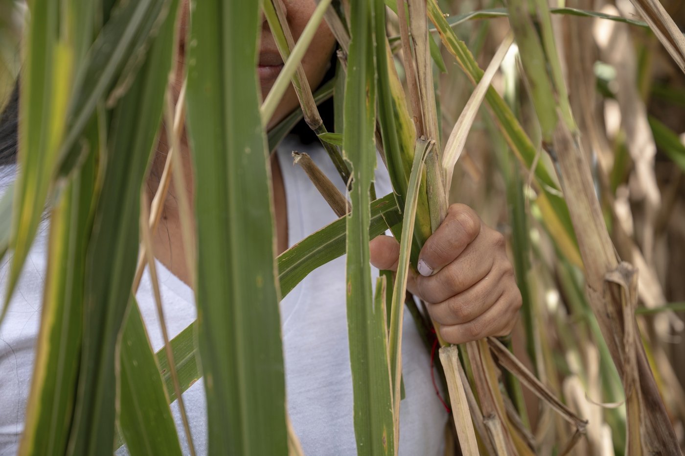 Violent guerrillas are taking Colombia's children. Unarmed Indigenous groups are confronting them | iNFOnews.ca Violent guerrillas are taking Colombia's children. Unarmed Indigenous groups are confronting them | iNFOnews.ca