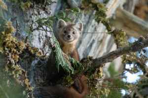 A pine martin is seen on the branch of a tree.
