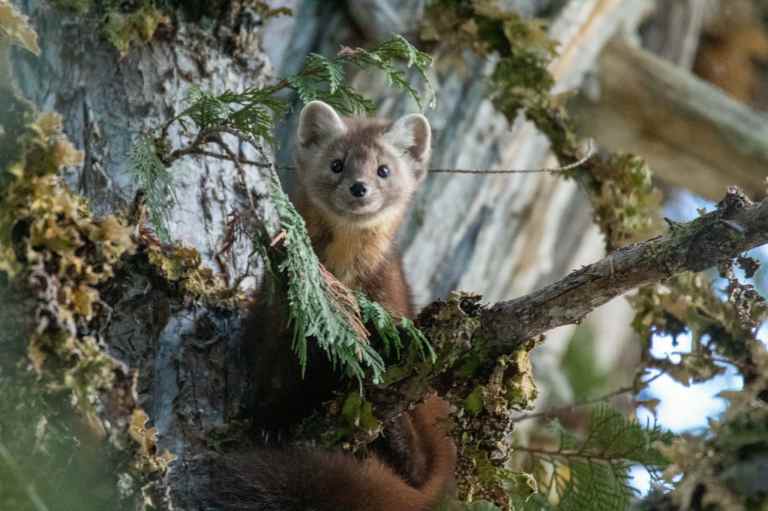 A pine martin is seen on the branch of a tree.