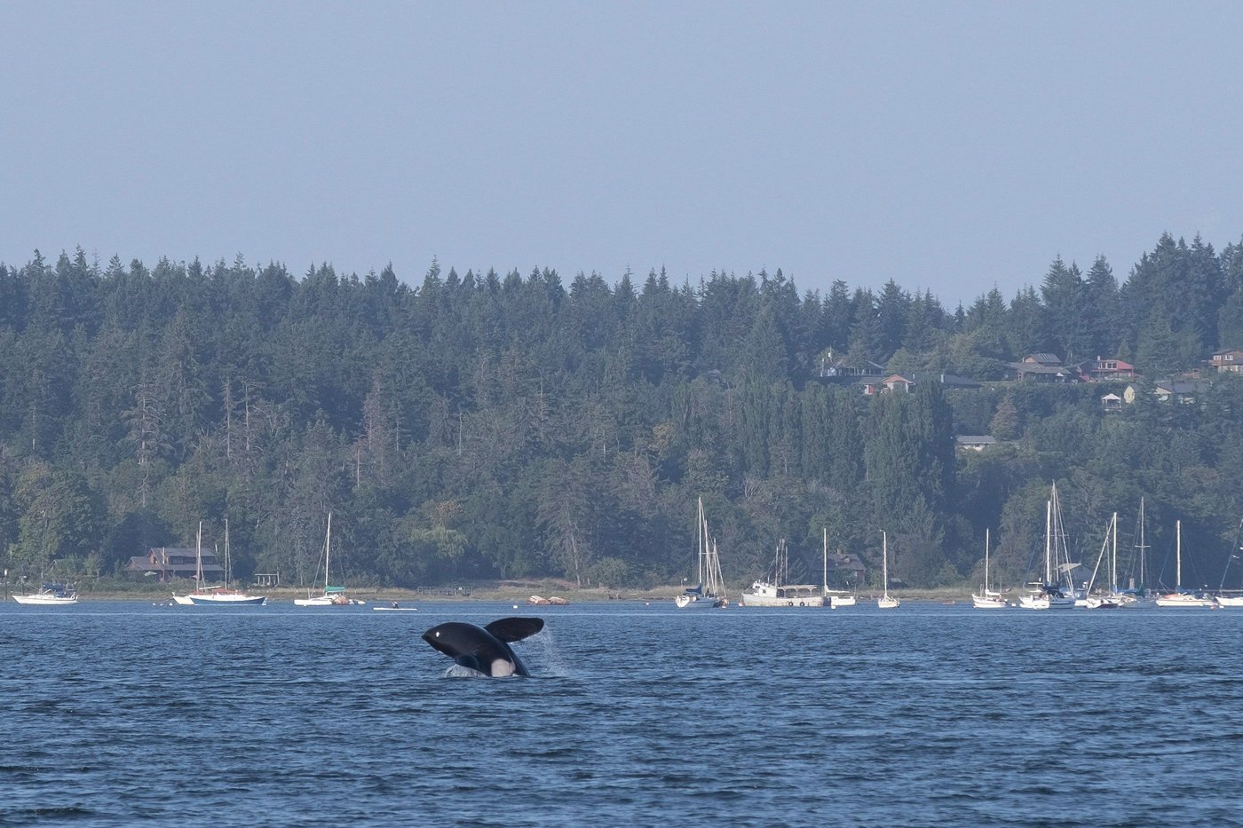 Mother orca and her children make 'grocery shopping' trip near downtown Vancouver | iNFOnews.ca