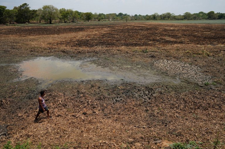 In drought-stricken Sri Lanka, farmers watch wells empty and wildlife crowd shrinking water holes | iNFOnews.ca
