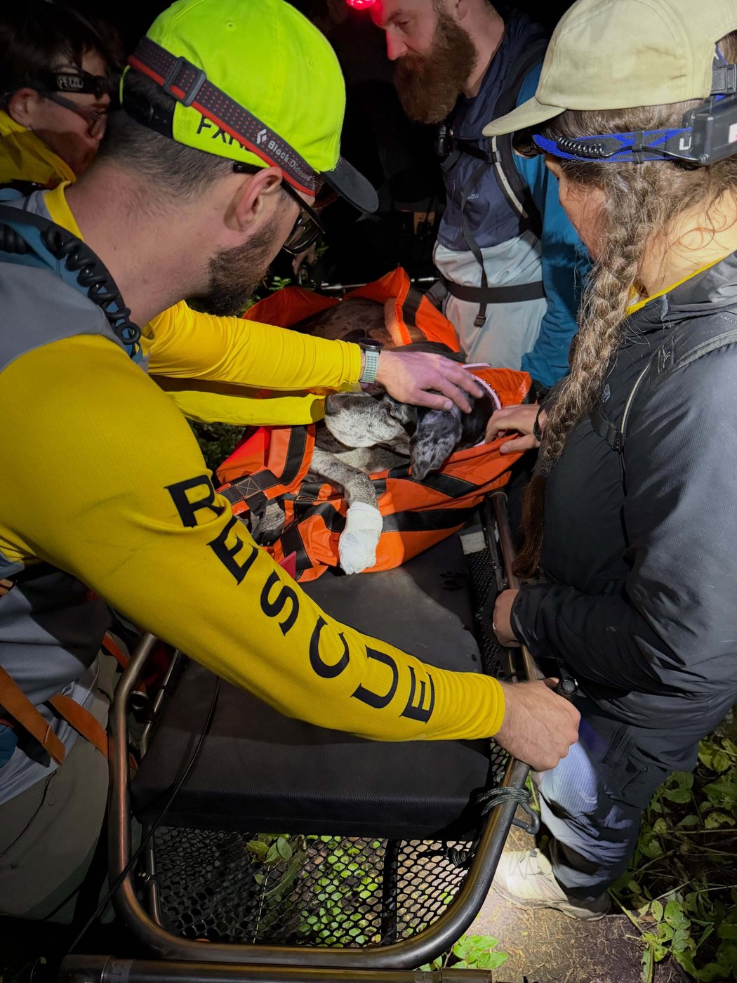 Great Dane stretchered off mountain near Revelstoke, B.C., in unusual rescue | iNFOnews.ca Great Dane stretchered off mountain near Revelstoke, B.C., in unusual rescue | iNFOnews.ca