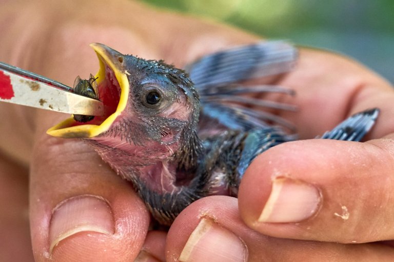 People aren’t the only ones hit by heat. What to do if you see wildlife affected by hot temperatures | iNFOnews.ca