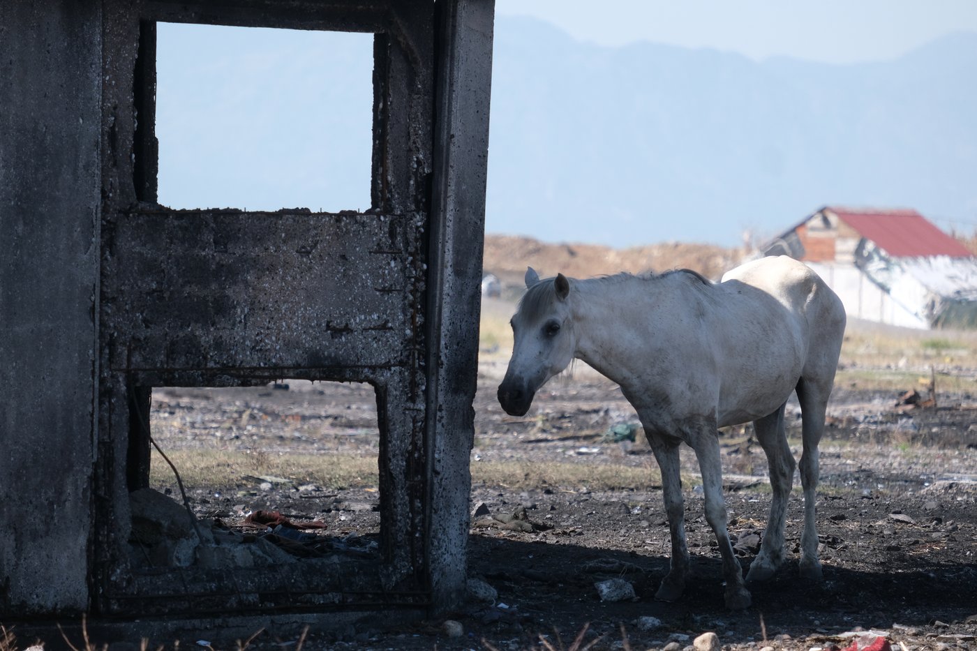 Animal welfare activists in Montenegro worry about horses in Europe's scorching heat | iNFOnews.ca Animal welfare activists in Montenegro worry about horses in Europe's scorching heat | iNFOnews.ca