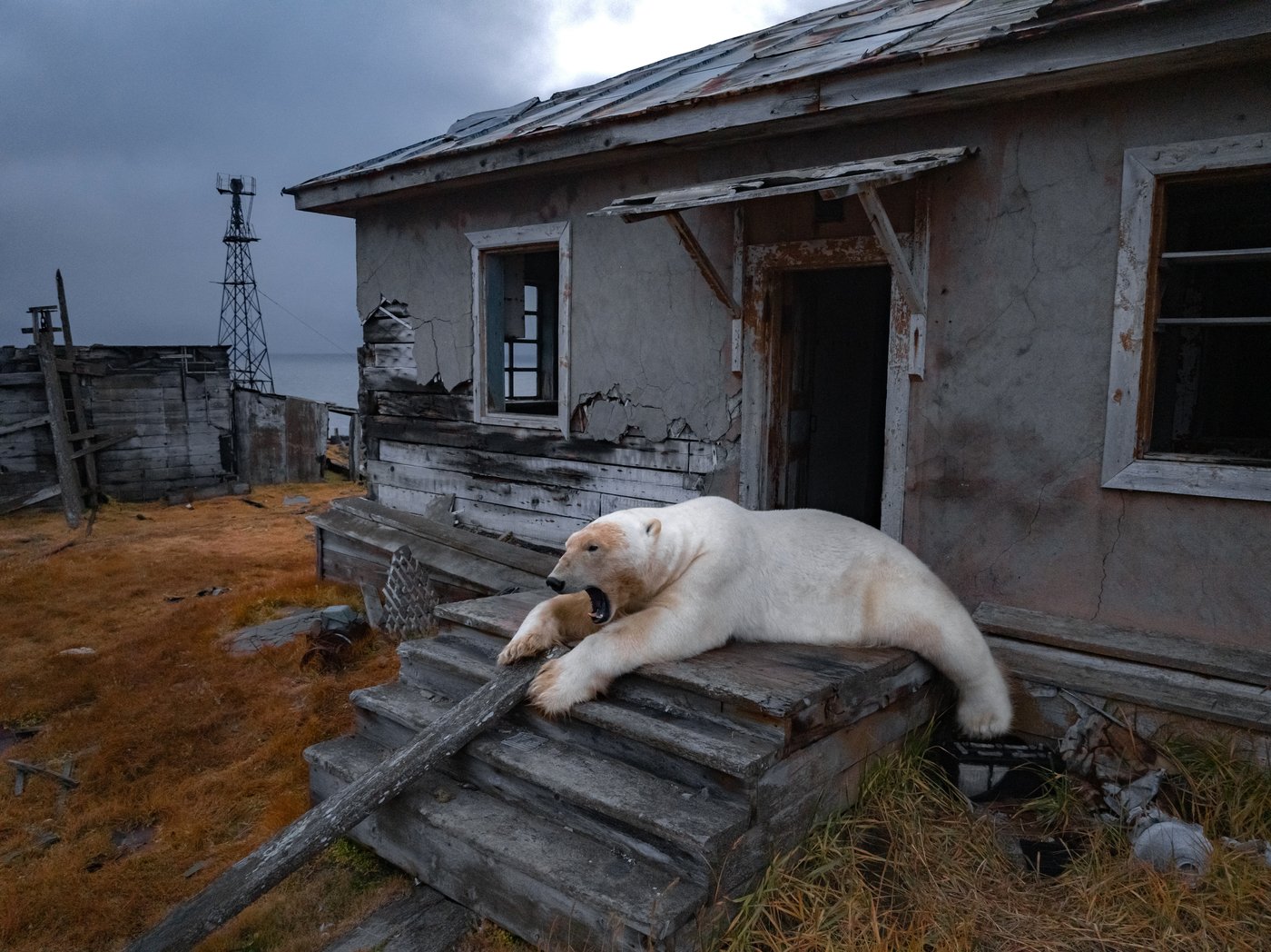 Photos show polar bears chilling at home in abandoned Russian research station | iNFOnews.ca