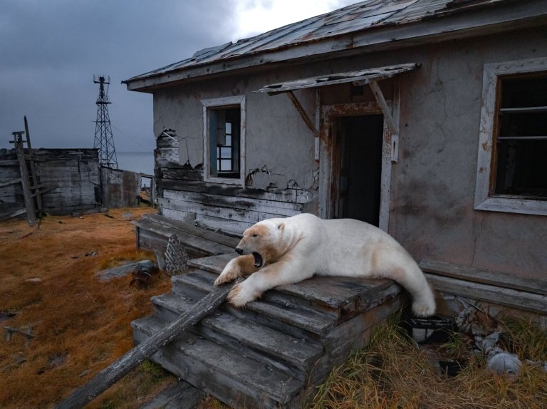Photos show polar bears chilling at home in abandoned Russian research station | iNFOnews.ca