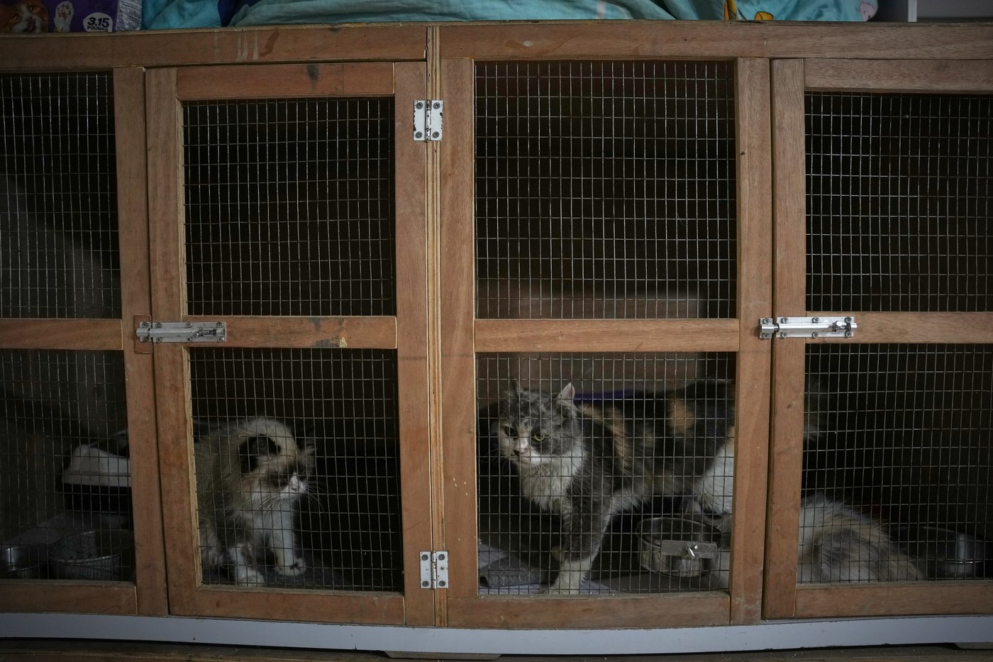 Photos of a rare veterinary clinic still open in war-battered Gaza | iNFOnews.ca