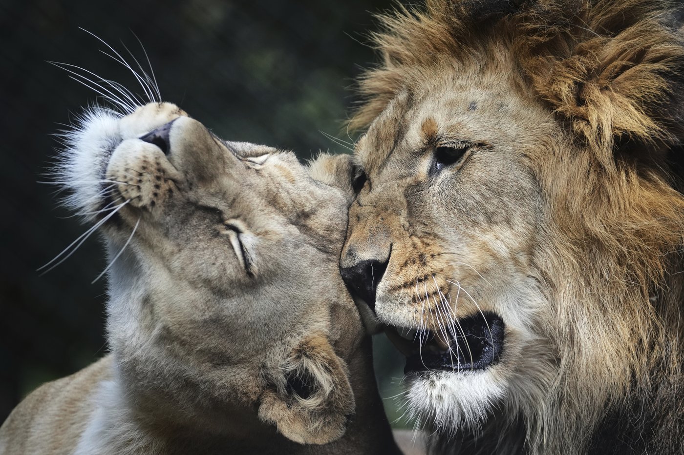 Czech zoo welcomes 4 rare Barbary lion cubs whose population is extinct in the wild | iNFOnews.ca