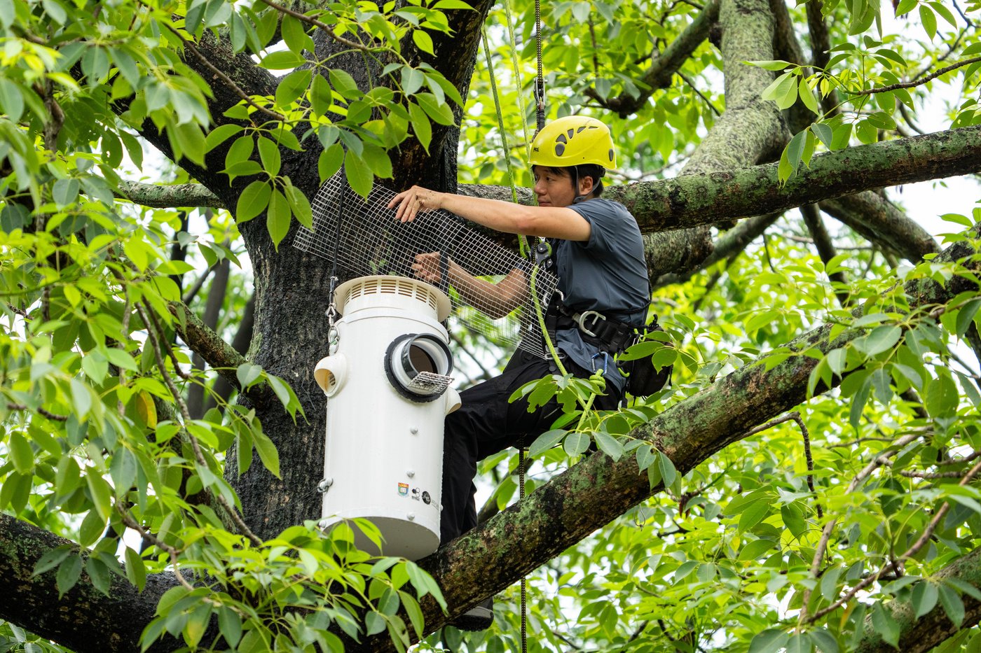One of the rarest birds in the world finds a city sanctuary in Hong Kong | iNFOnews.ca
