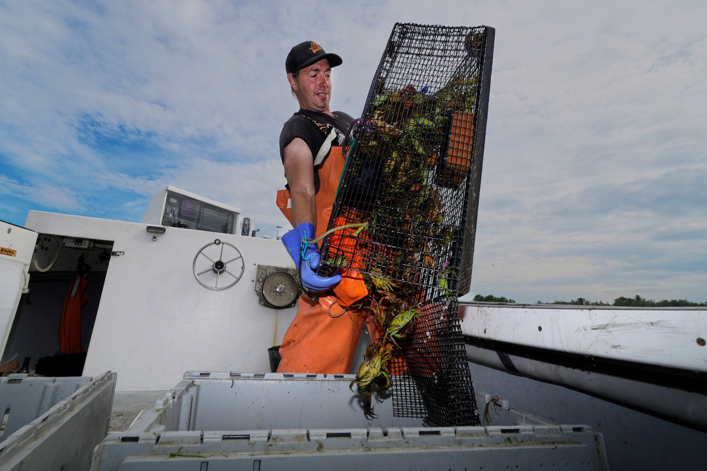 Invasive green crabs are bad for the environment, so New Englanders are starting to eat more of them | iNwine