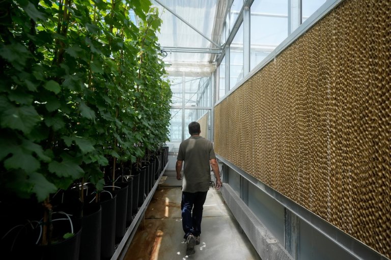 Pulling from ancient cooling principles, the 'swamp cooler' remains important today | iNFOnews.ca