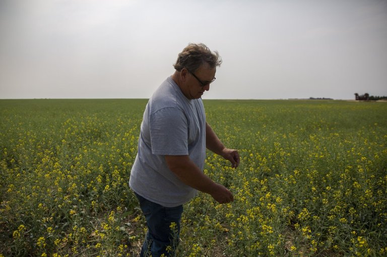 Saskatchewan senator, farmer Todd Lewis dies at age 65 | iNFOnews.ca