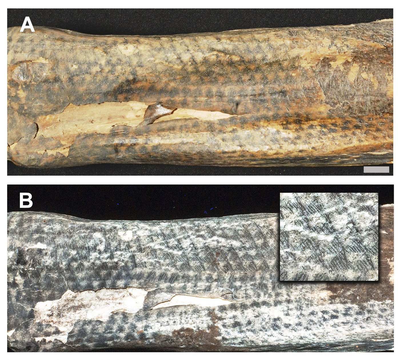 Lasers help archaeologists study ancient tattoos on Peruvian mummies | iNFOnews.ca