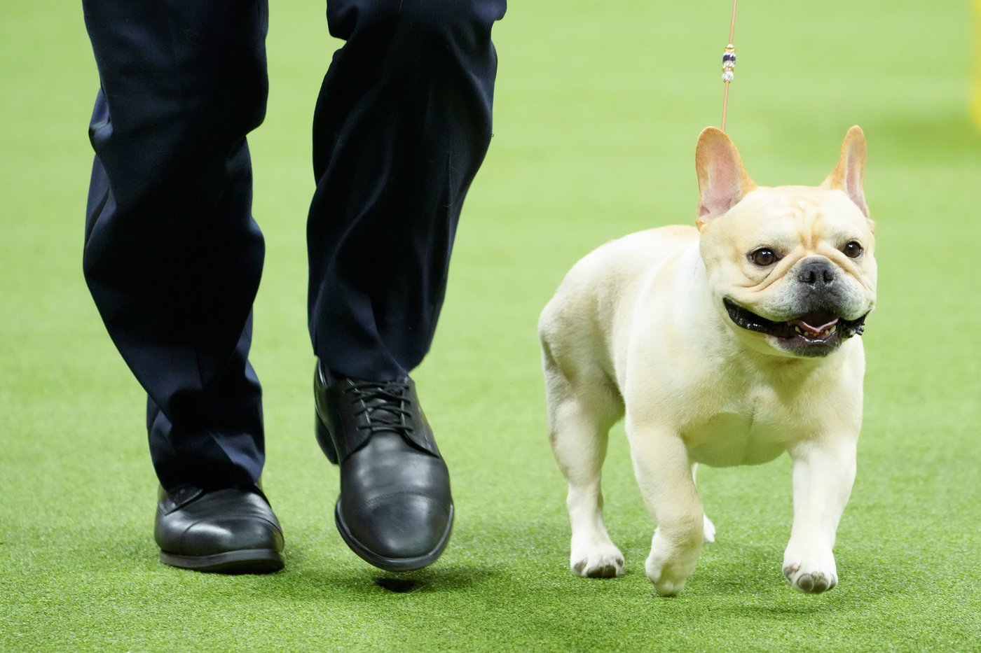 French bulldog frenzy may be cooling in US, but dachshunds are riding high | iNFOnews.ca French bulldog frenzy may be cooling in US, but dachshunds are riding high | iNFOnews.ca