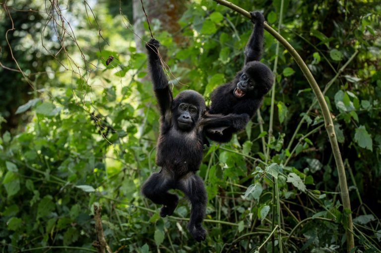Ugandans plant trees near national park to keep people out of gorillas’ habitat | iNFOnews.ca