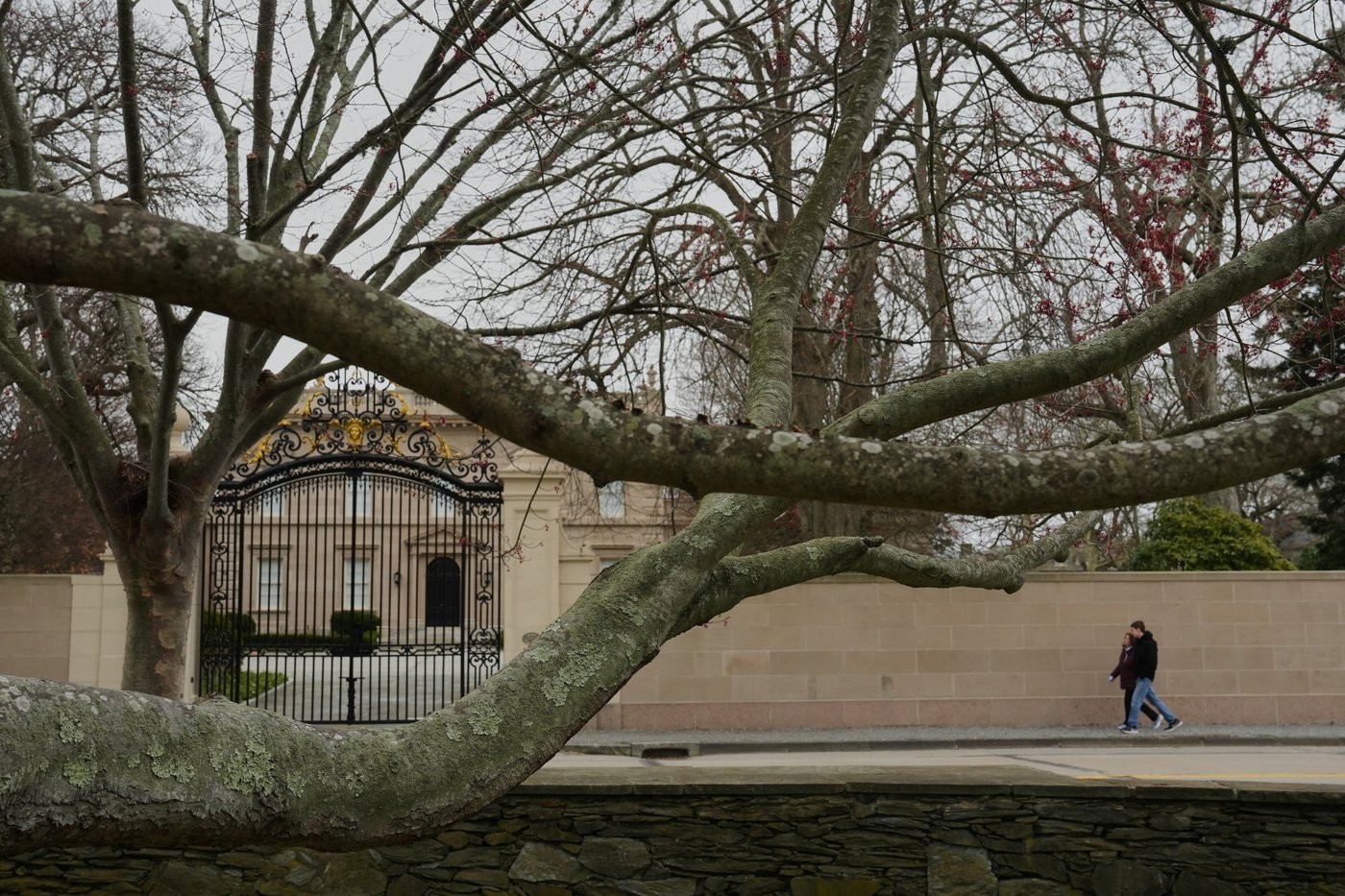 Trees are magic. In Newport, volunteers are working to expand their healthy reach | iNFOnews.ca