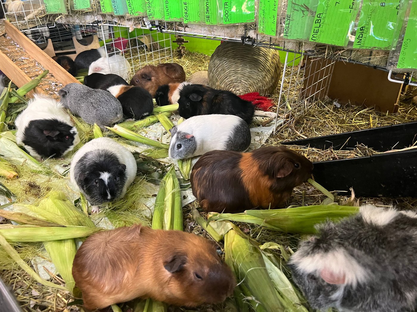 How this Massachusetts sanctuary takes in hundreds of guinea pigs from across the US | iNFOnews.ca